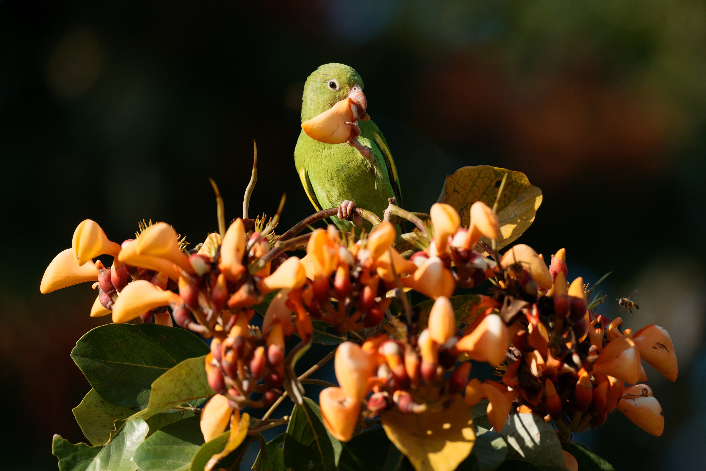 Feeding Parakeet