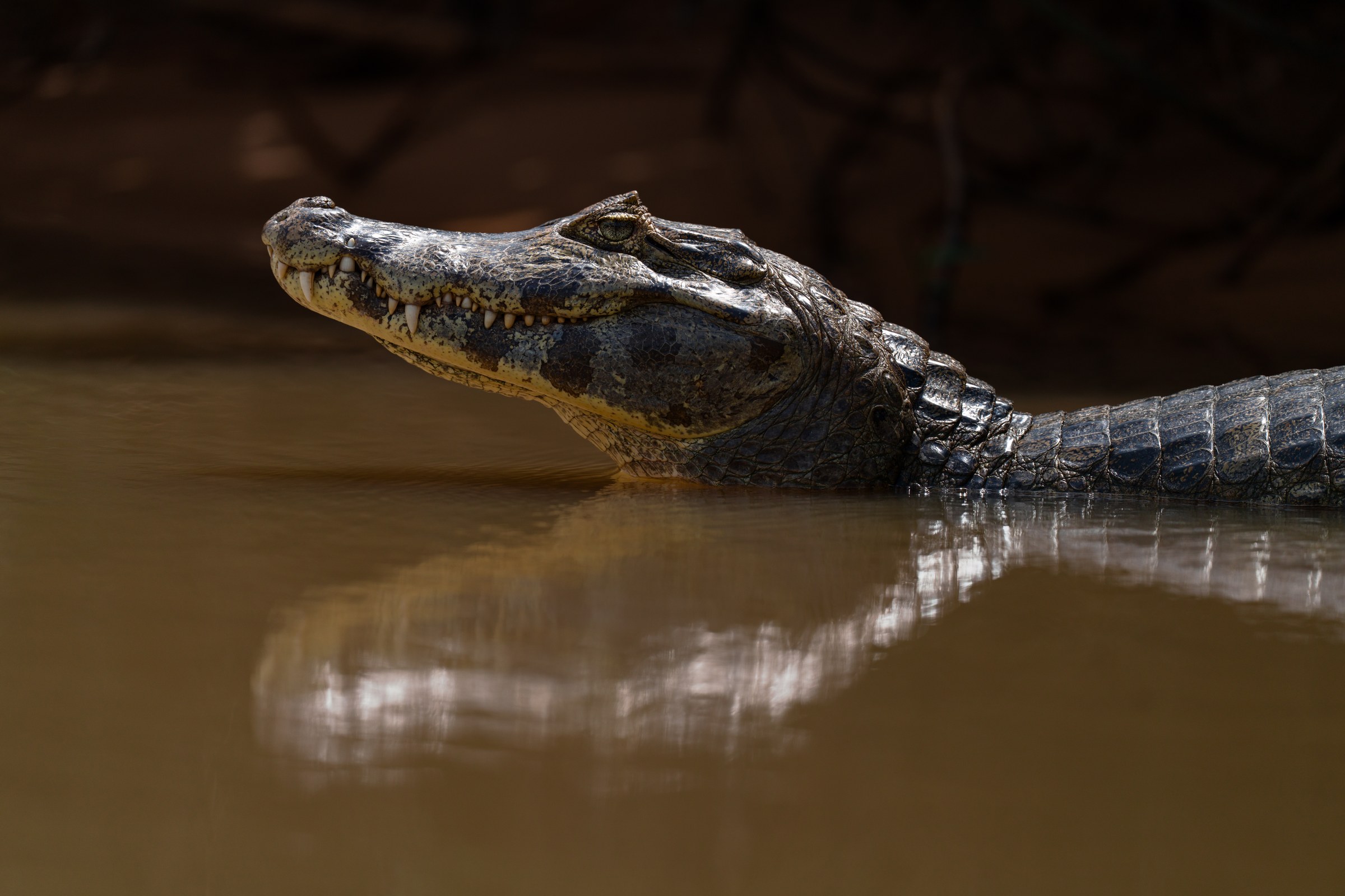 Midday Caiman