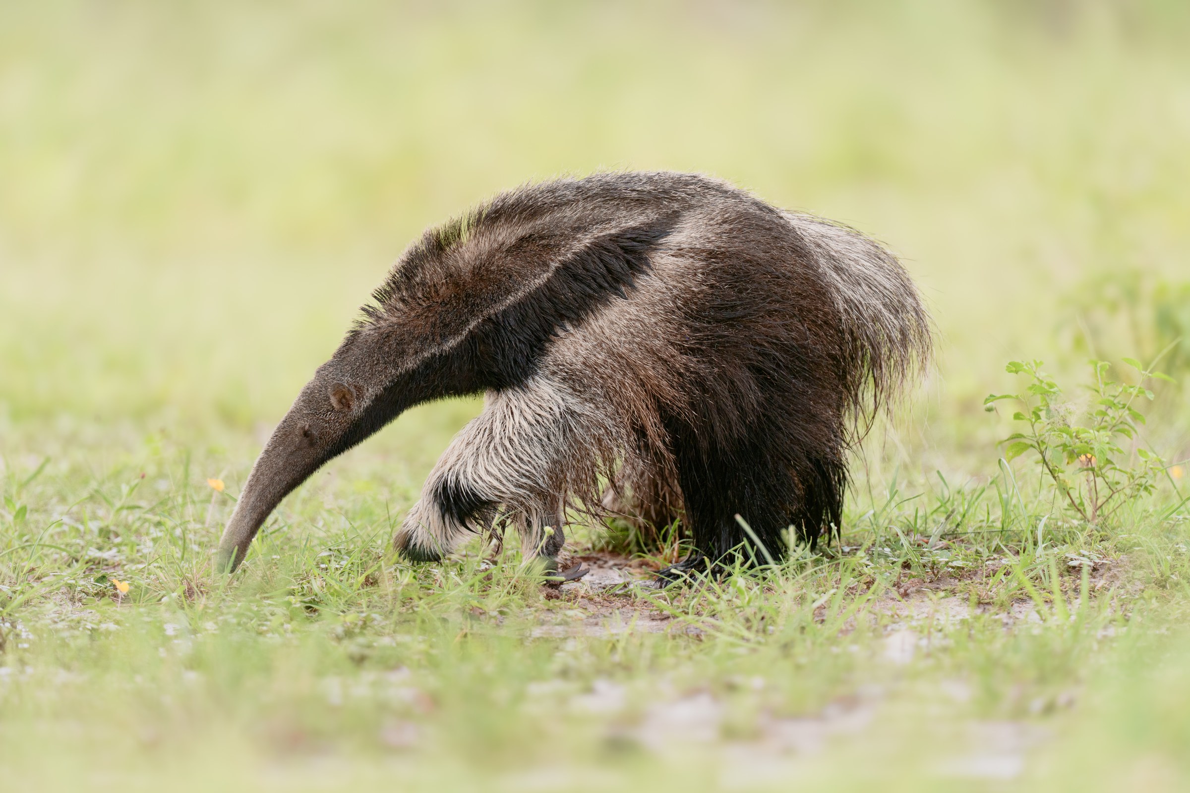 A giant anteater (Myrmecophaga tridactyla) forages in open grassland at Estancia Arrecife, Concepción, Paraguay, October 2026.